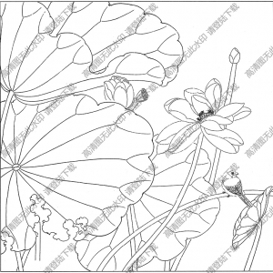荷花白描圖片12高清下載