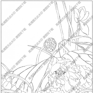 荷花線描畫(huà)19高清大圖下載