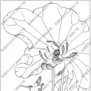 荷花線描畫(huà)20高清大圖下載