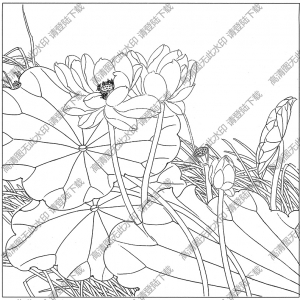 荷花線描畫(huà)27高清大圖下載