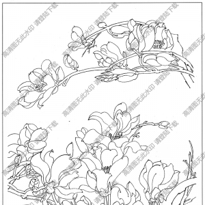 玉蘭白描線稿12高清圖片下載